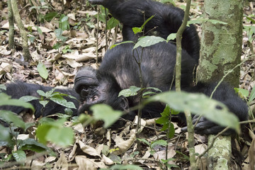 Obraz premium Chimpanzee lounging on ground, Kibale National Park, Uganda