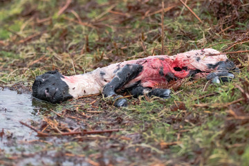 Stillborn lamb partially eaten by scavengers. Dartmoor Scotch Blackface sheep lying on moorland,...