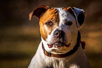 Pitbull Portrait