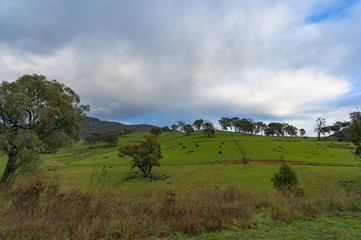 Fototapeta na wymiar Australian farmlands with cows grazing on paddock