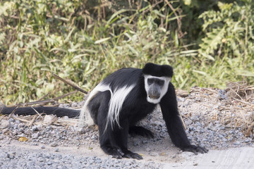 Obraz premium Black and white colobus monkey on roadside