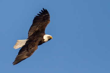 Eagles in Flight Closeup
