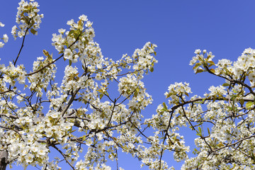 Pear flower blooming