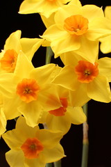 Spring daffodils isolated on plain background