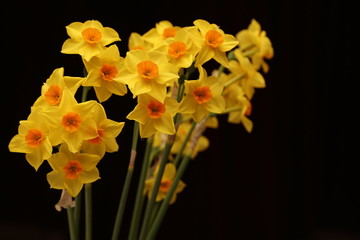 Spring daffodils isolated on plain background