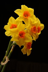 Spring daffodils isolated on plain background