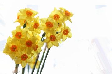 Spring daffodils isolated on plain background