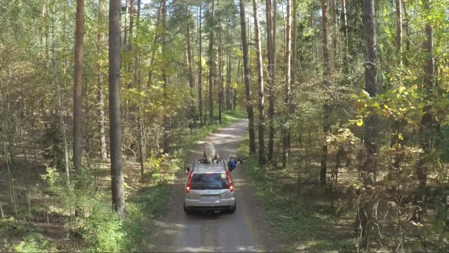Flying over the car in forest. The quadcopter follows the jeep on the nature in forest. Aerial survey of jeep off-road. Car goes through the forest view