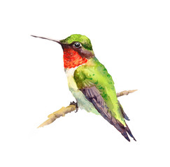 Watercolor Bird Hummingbird On the Branch Hand Drawn Summer Garden Illustration isolated on white background © cmwatercolors