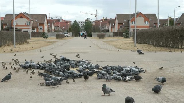 Flock of pigeons eating switchgrass on street of city in spring