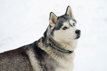 The portrait of a grey Siberian Husky dog with different eyes posing outdoors in winter