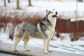 Grey Siberian Husky dog with brown eyes standing outdoors and posing in winter © Eudyptula