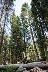 Girl sits among the Sequoia tree. Sequoia National park