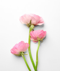 Beautiful fresh ranunculus flowers on white background