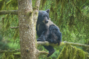 Black Bear Cub in a Tree, Anan Creek, Alaska © Betty Sederquist