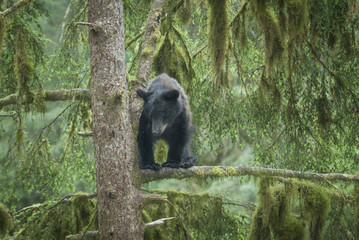 Black Bear Cub in Tree, Anan Creek, Alaska