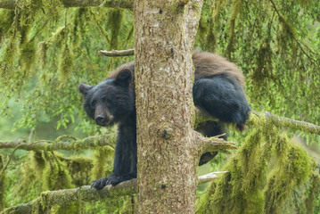 Black Bear Cub in Tree, Anan Creek, Alaska