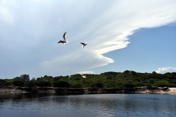 Fototapeta na wymiar Seagull flying on beach. White seagull soaring in the blue sky over Crokers creek (Belmont - Nine Miles - Beach, NSW, Australia).