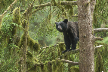 Black Bear Cub in Tree, Anan Creek, Alaska