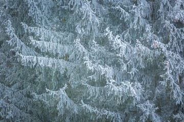 Hoarfrost on spruce branch.