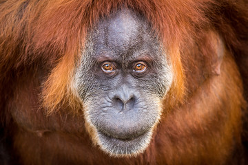 Orangutan © brusinko