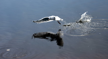 Seagull flying on beach. White seagull soaring in the blue sky over Crokers creek (Belmont - Nine Miles - Beach, NSW, Australia).