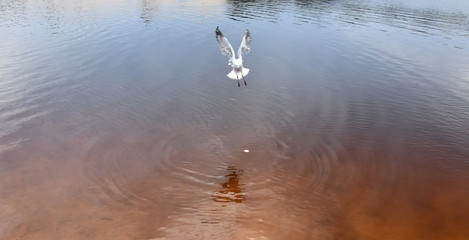 Seagull flying on beach. White seagull soaring in the blue sky over Crokers creek (Belmont - Nine Miles - Beach, NSW, Australia).