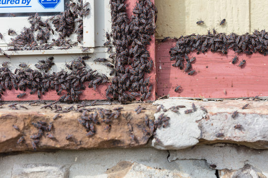 Swarm of Box Elder Bugs