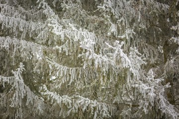 Hoarfrost on spruce branch.