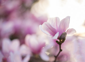 Lotus magnolia flower