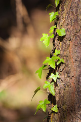 ivy on tree bark