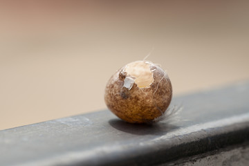 Bird eggs stolen from something. Came to the gate, Natural background