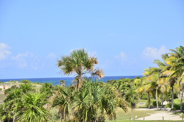 Fototapeta premium Ocean Palm Tree