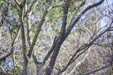 Woodpecker
