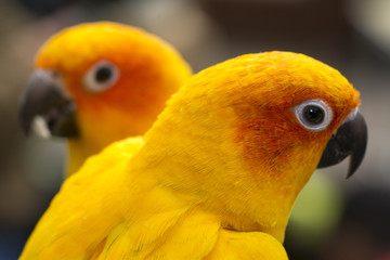 インコ