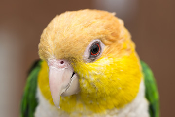 インコ