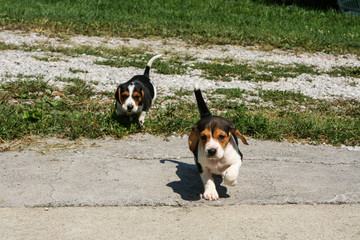 Two Beagle Pups