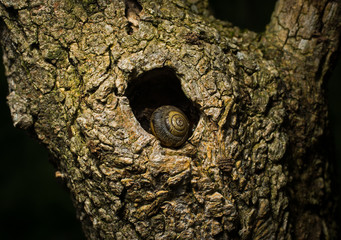 Fototapeta na wymiar Snail resting in knothole of tree in woods