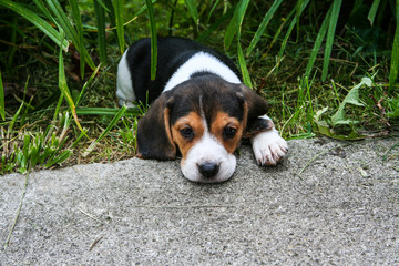 Tired Beagle Puppy