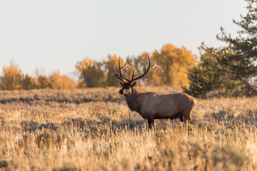Rutting Bull Elk in Fall