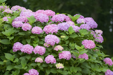 栃木のあじさい