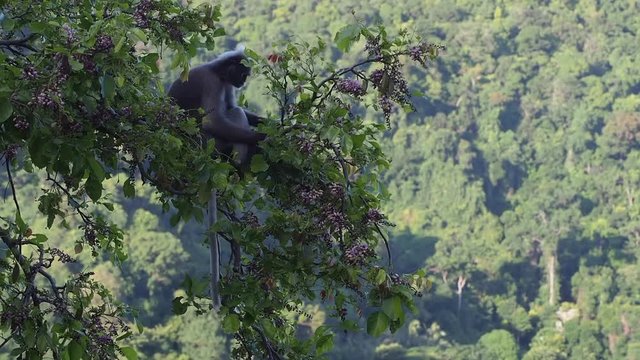 Dusky leaf monkey (Trachypithecus obscurus) feeding on a tree at Railay beach, Thailand