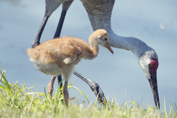 Sandhill Crane with its Chick