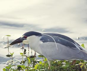 Black-crowned Night-Heron