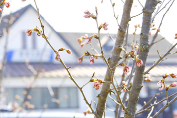 巴波桜