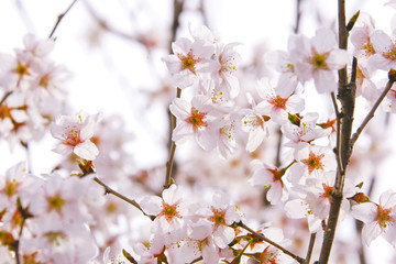 巴波桜