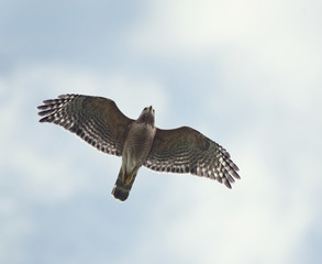 Red-Shouldered Hawk