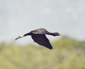 Glossy Ibis in flight