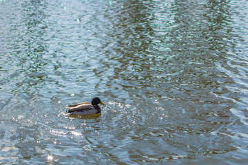 Duck on pond.  Male. Sunlight on water. Spring.