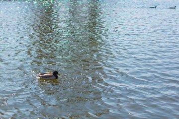 Duck on pond.  Male. Sunlight on water. Spring.